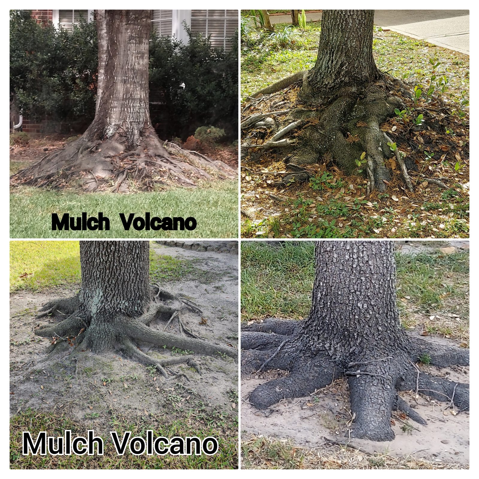 Collage of four photos of trees with mulch and exposed roots piled at the base of the trunk, labeled Mulch Volcano